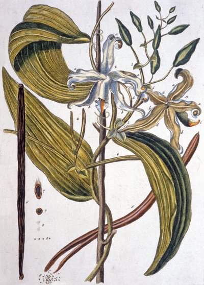 Vanilla bean 1737 by Elizabeth Blackwell